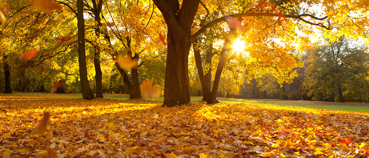 herbst, jahreszeit, landschaft, stimmung, kalt, weg, herbstlich, colorful, farbe, ahorn, baum, braun, fallen, foliage, frisch, gelb, grün, hell, leaf, licht, ländle, natur, natürlic, orange, outdoors, park, pflanze, rot, schön, schönheit, sonne, sonnig, sunlight, umwelt, wald, woods, depression, nebel, herbstatg, nachmittag