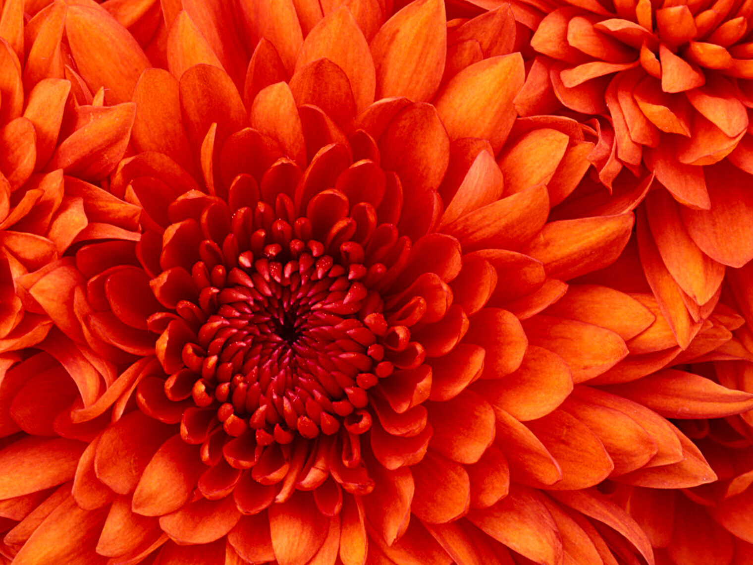 Chrysanthemum (Diashow-Test)