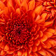 Chrysanthemum (Diashow-Test)
