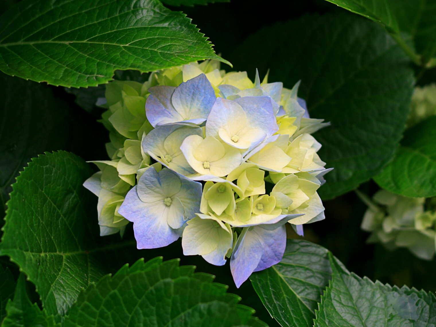 Hydrangeas (Diashow-Test)