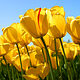 Tulips (Diashow-Test)